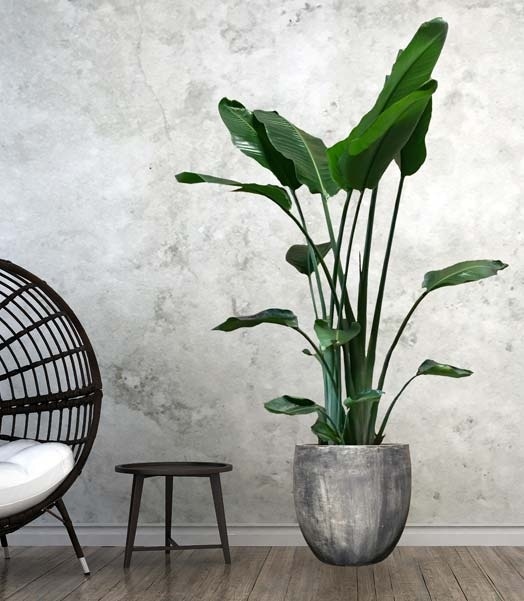 Hoe snel groeit een Strelitzia?