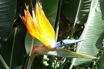 Strelitzia voorbeeld