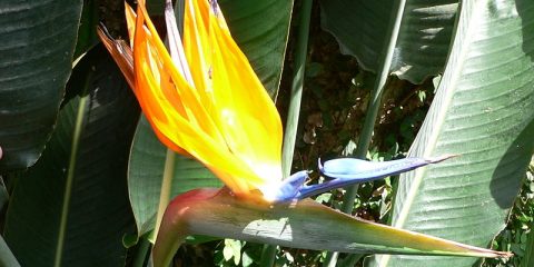 Strelitzia voorbeeld