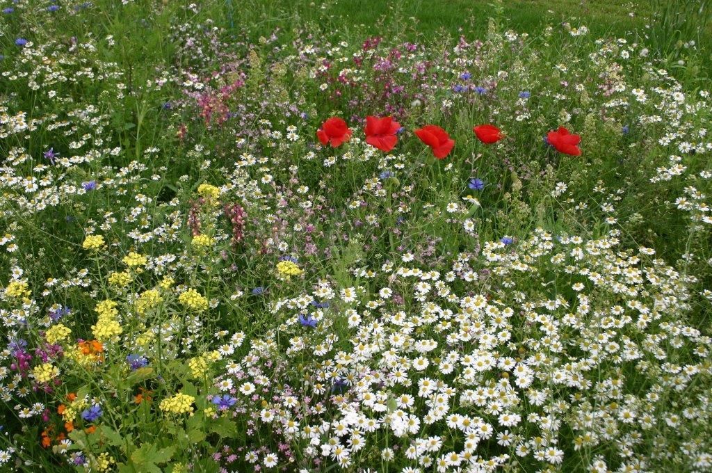 weiland met wilde bloemen