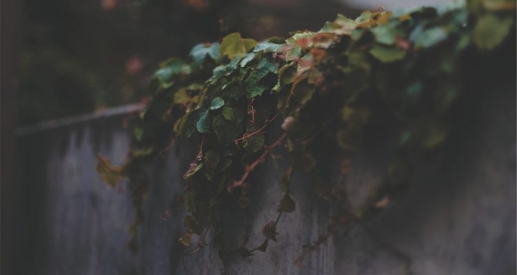Hekwerk opfleuren met klimplanten Deze soorten zijn geschikt