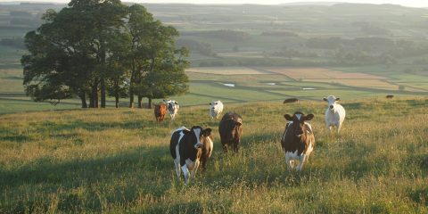 Een goede schrikdraadafrastering laat koeien ongestoord grazen