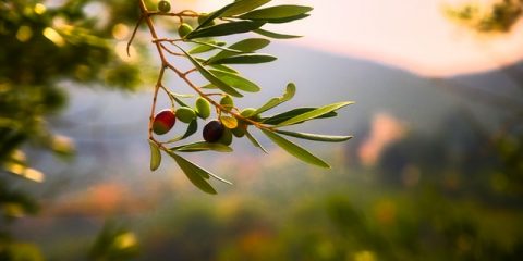 Verzorging van een olijfboom
