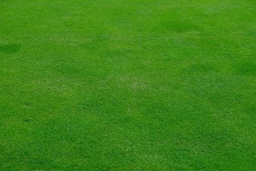 https://pixabay.com/nl/photos/gazon-weide-gras-groente-de-lente-2203494/ De 5 grootste pluspunten van kunstgras gazon in de tuin