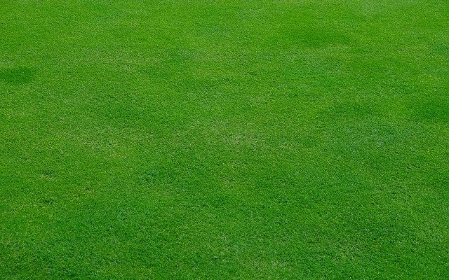 https://pixabay.com/nl/photos/gazon-weide-gras-groente-de-lente-2203494/ De 5 grootste pluspunten van kunstgras gazon in de tuin