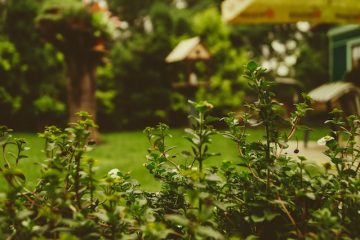 Tuintips voor de koudste maanden van het jaar