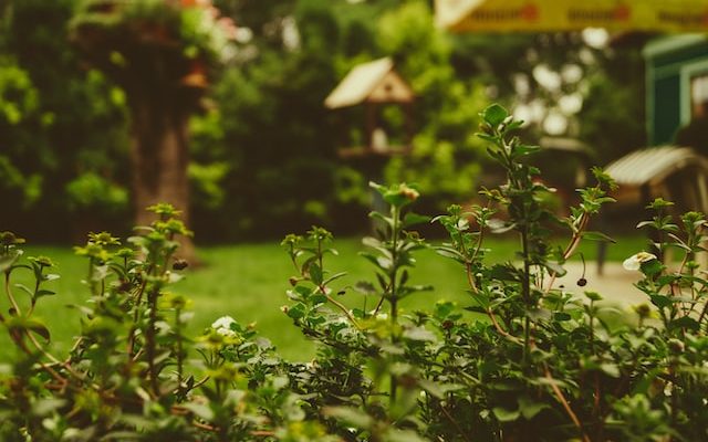 Tuintips voor de koudste maanden van het jaar