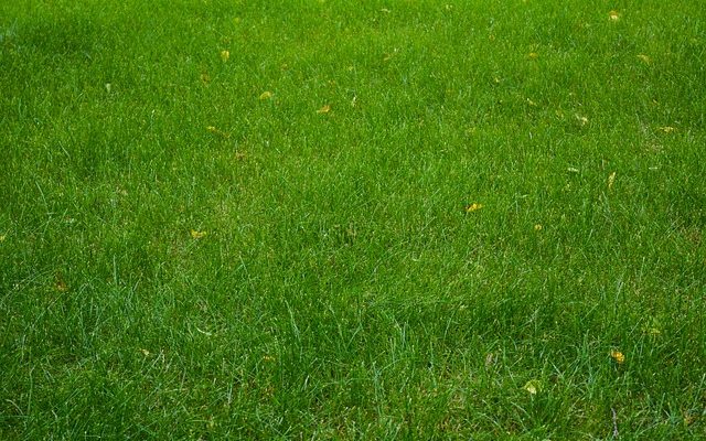 Kale plekken in het gazon: een veelvoorkomend probleem