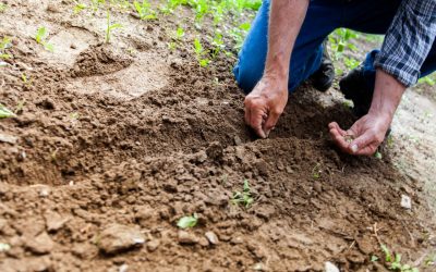 Tips voor tuinonderhoud en beplanting